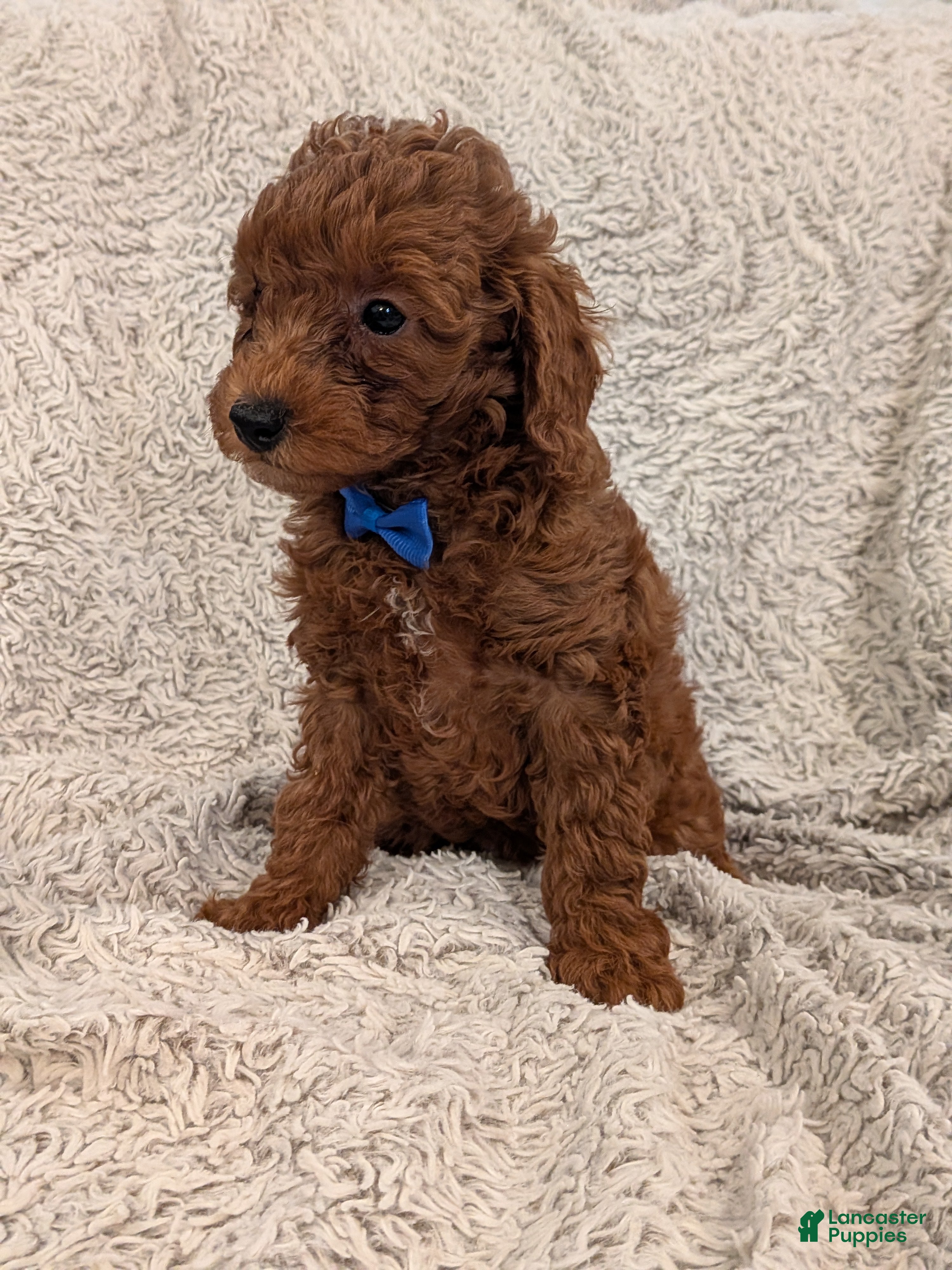Miniature Poodle dogs Brody - Ad 2