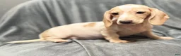 Miniature Dachshund dogs for sale: Miniature dachshund Lilly - Ad 3