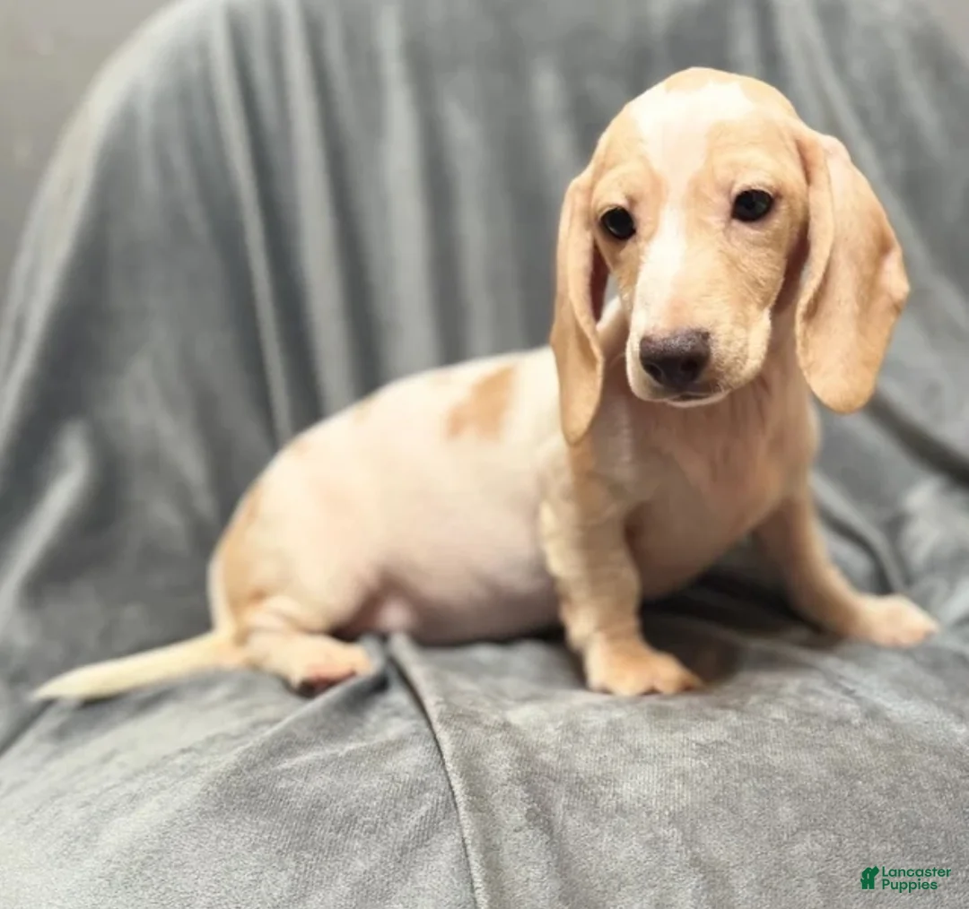 Miniature Dachshund dogs for sale: Miniature dachshund Lilly - Ad 3