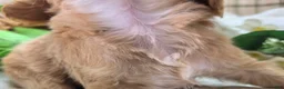 Cavapoo dogs for sale: Miles - Ad 23