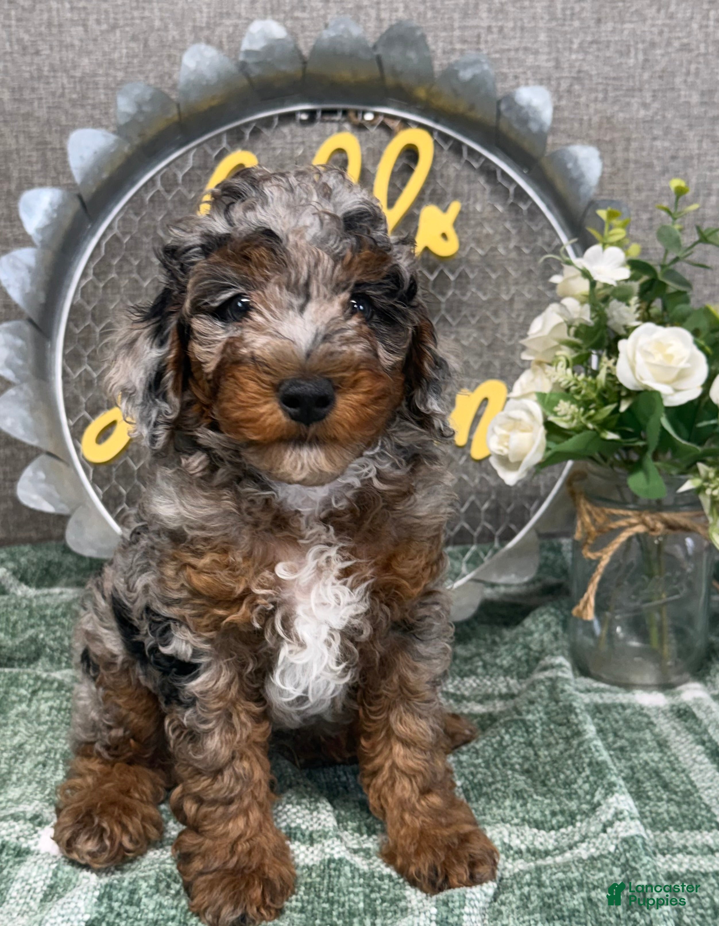 Miniature Poodle dogs Tatum - Ad 22