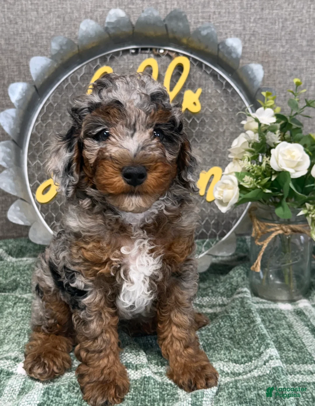 Miniature Poodle dogs for sale: Tatum - Ad 1