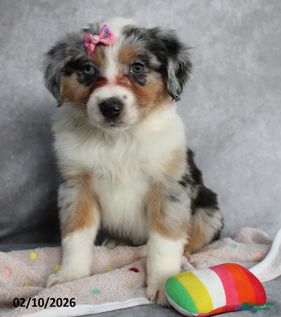 Australian Shepherd dogs for sale: Poppy - Ad 2