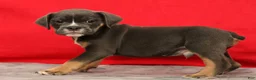 Beabull dogs for sale: Chad - Ad 8