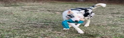Border Collie dogs for sale: Border Collie 4 - Ad 3
