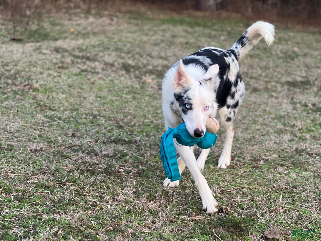 Border Collie dogs for sale: Border Collie 4 - Ad 3
