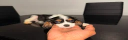 Cavalier King Charles Spaniel dogs for sale: Duke Jr. - Ad 3