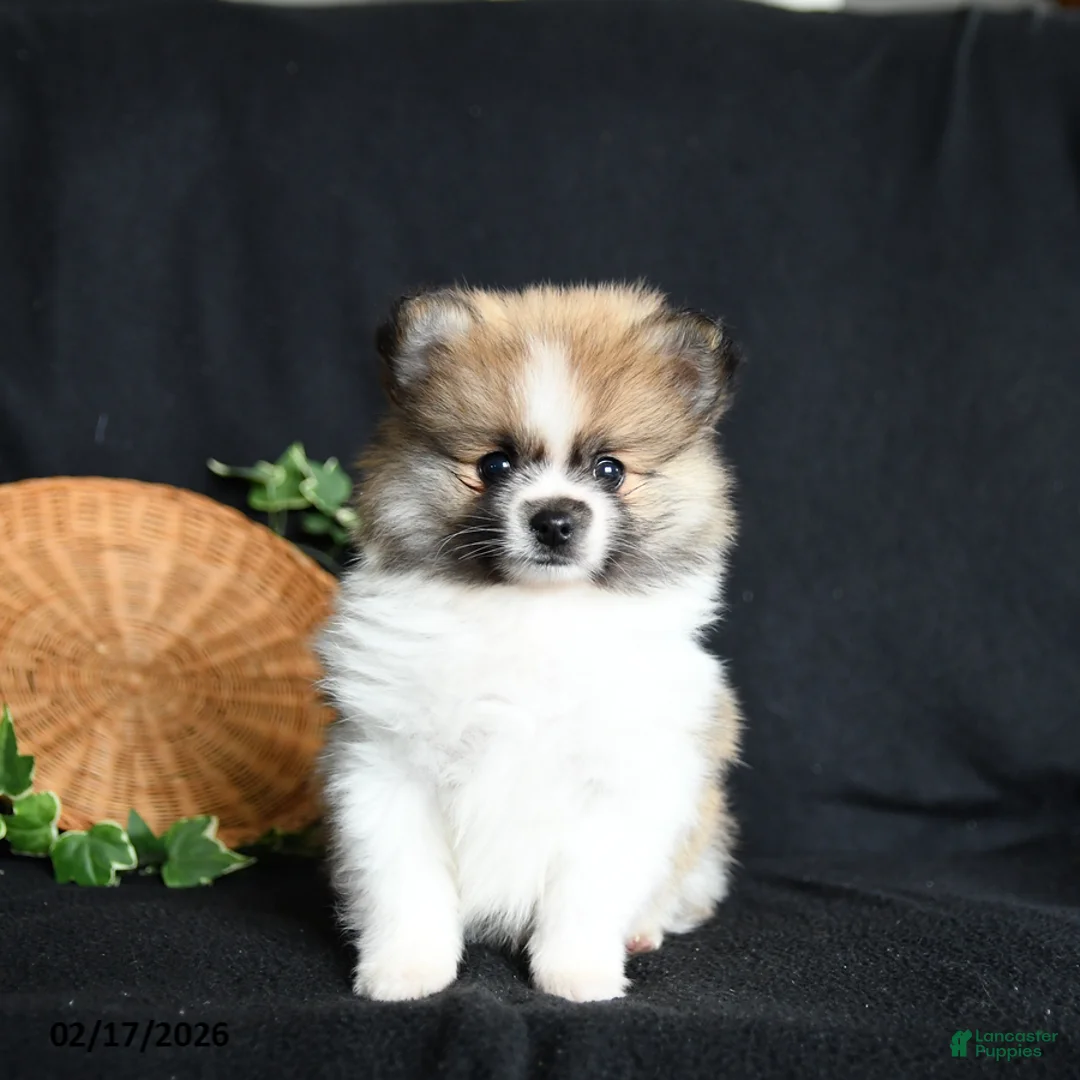 Pomeranian dogs for sale: Pouncer - Ad 4