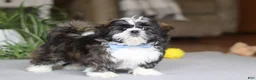 Shih Tzu dogs for sale: Charles - Ad 5