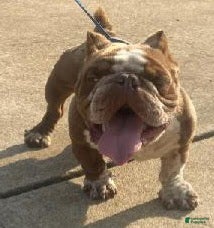 American Bully dogs for sale: American Bully Puppy 1 - Ad 8