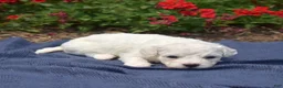 Bichon Frise dogs for sale: Blizzard - Ad 5