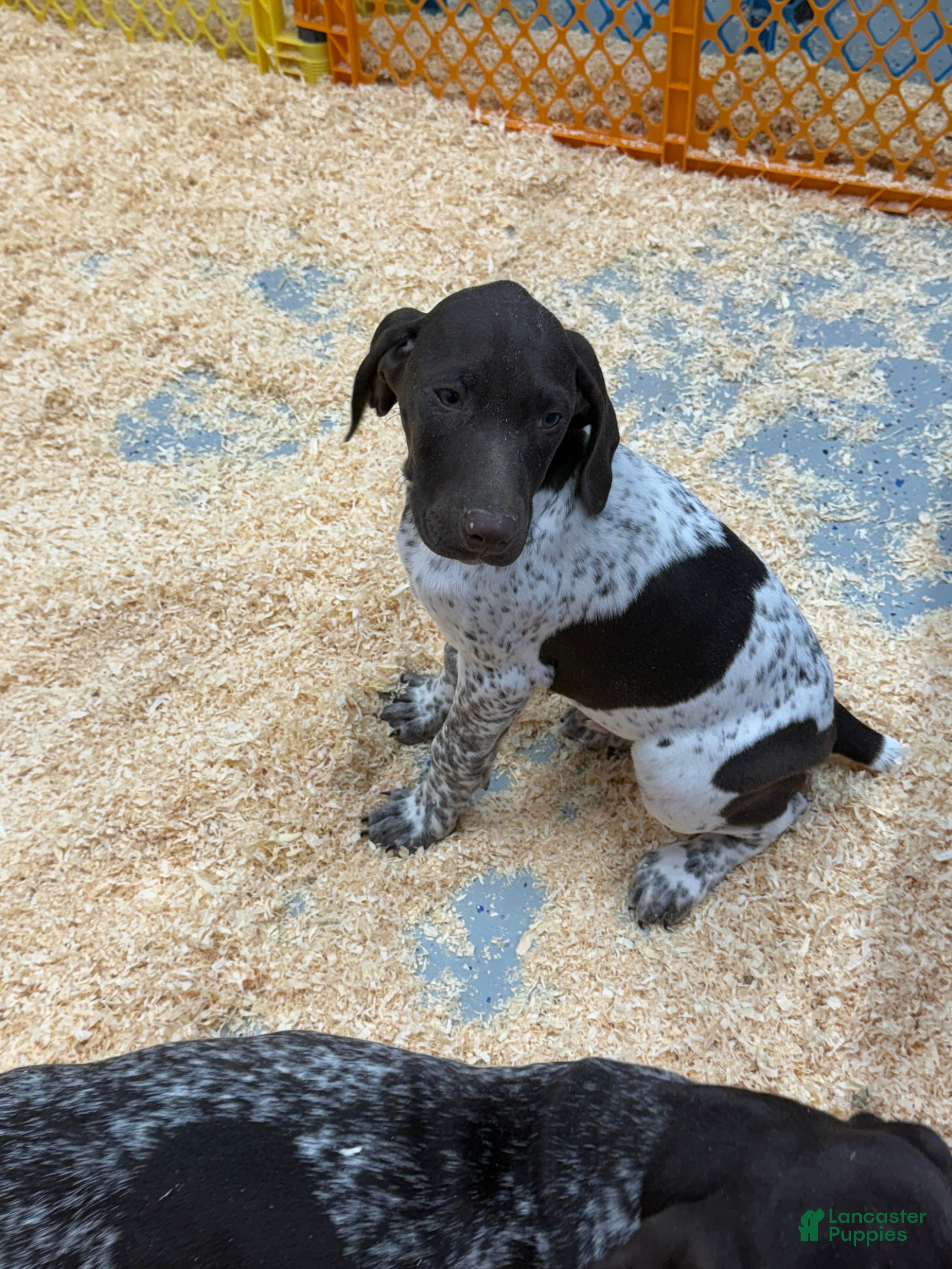 German Shorthaired Pointer dogs German Shorthaired Pointer Puppy 1 - Ad 33