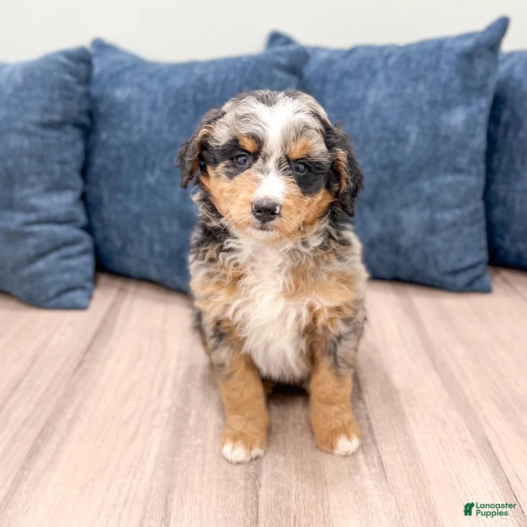 Mini Bernedoodle dogs for sale: Haven - Ad 1