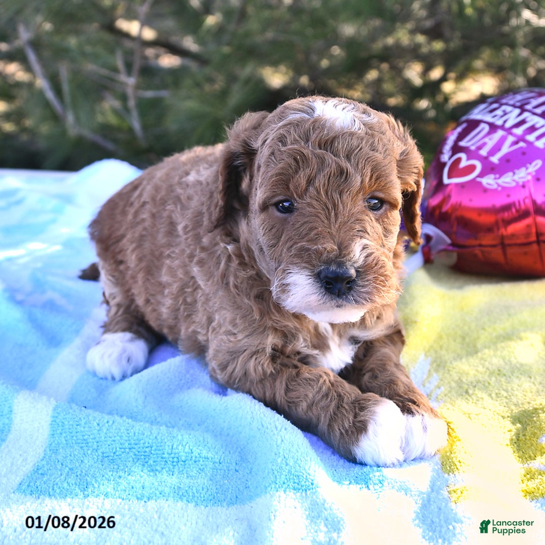 Mini Goldendoodle dogs for sale: Ocean - Ad 5