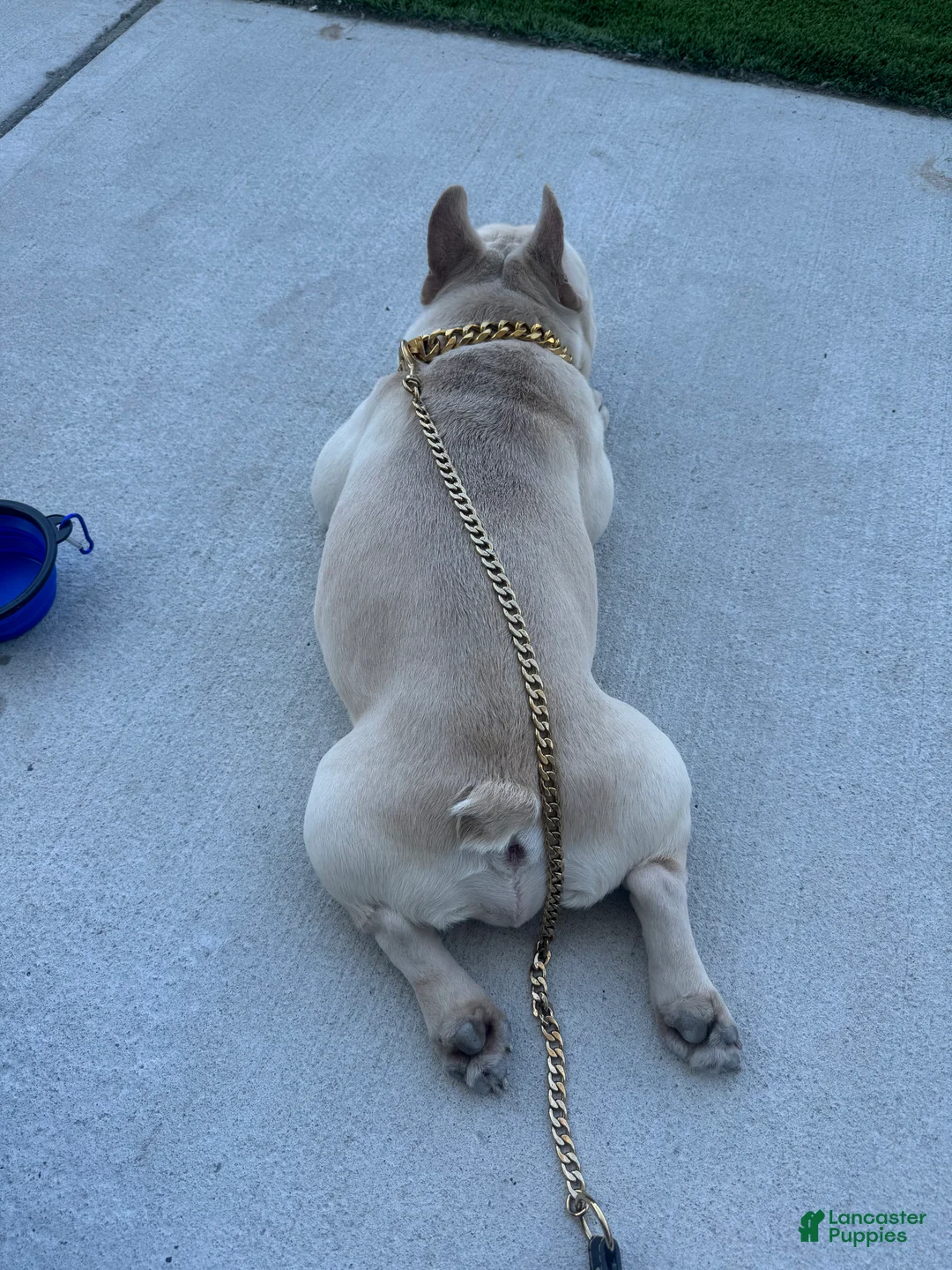 French Bulldog dogs for stud: Pecan stud - Ad 2