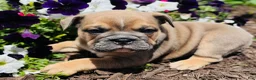 English Bulldog dogs for sale: Cecilia - Ad 12