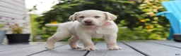 Labrador Retriever dogs for sale: Meadow - Ad 7