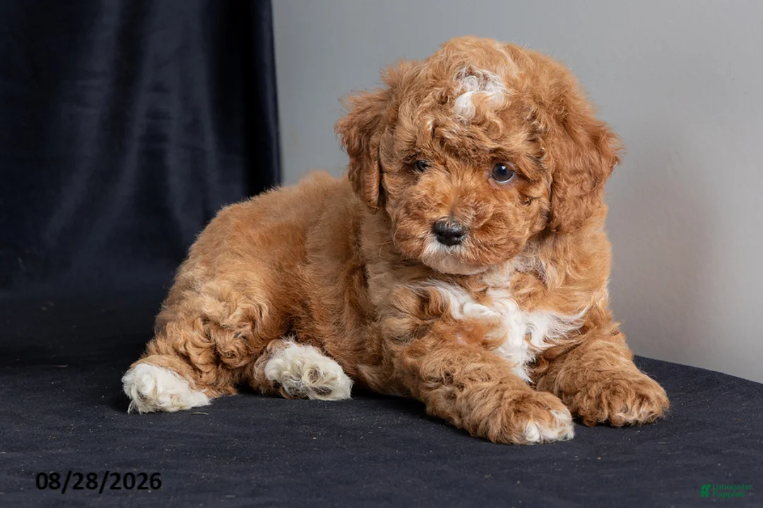 Miniature Poodle dogs for sale: Almond - Ad 4
