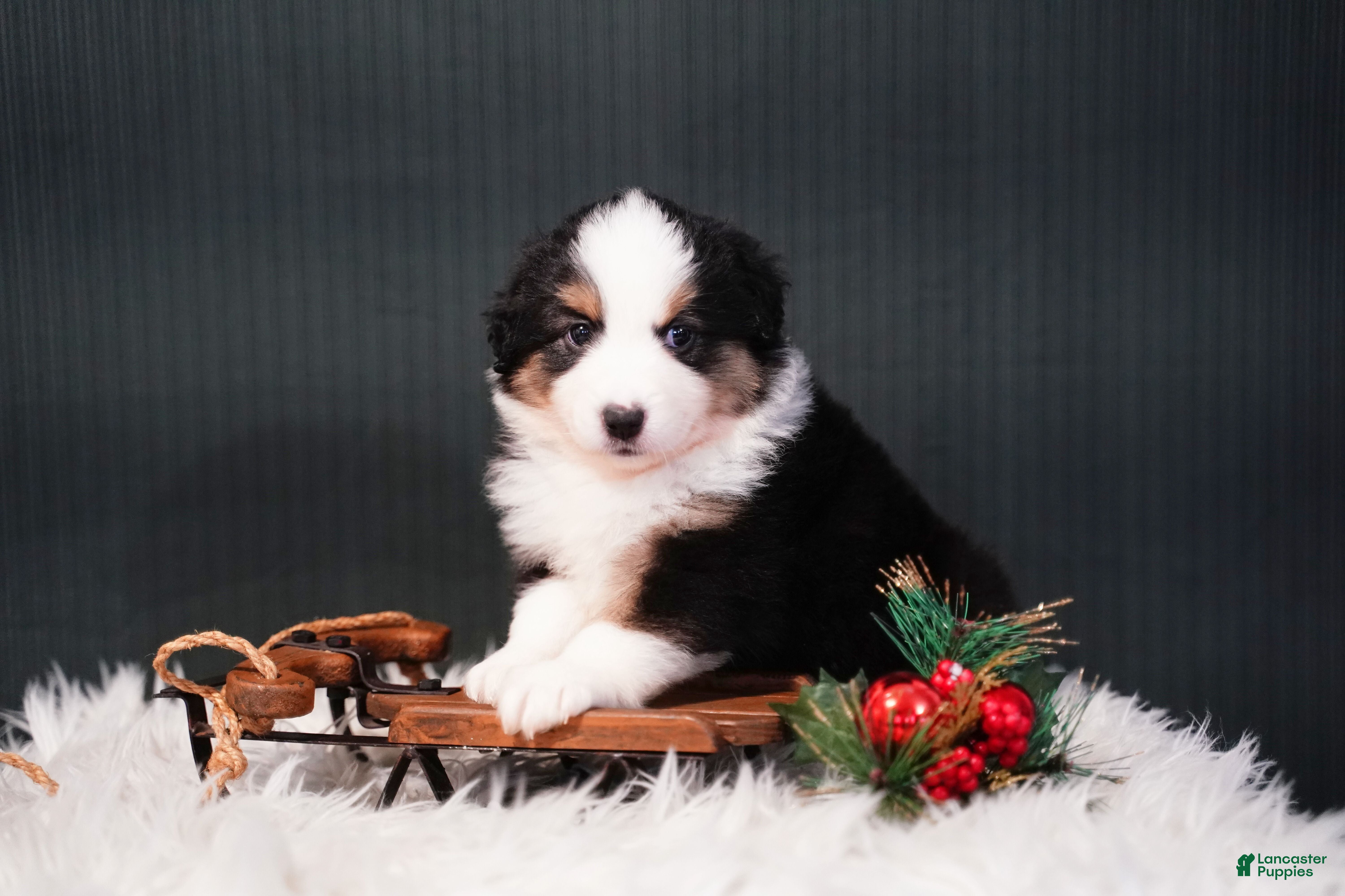 Miniature Australian Shepherd dogs Domino - Ad 6