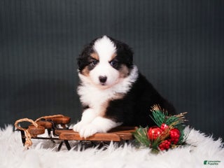 Miniature Australian Shepherd dogs Domino - Ad 10