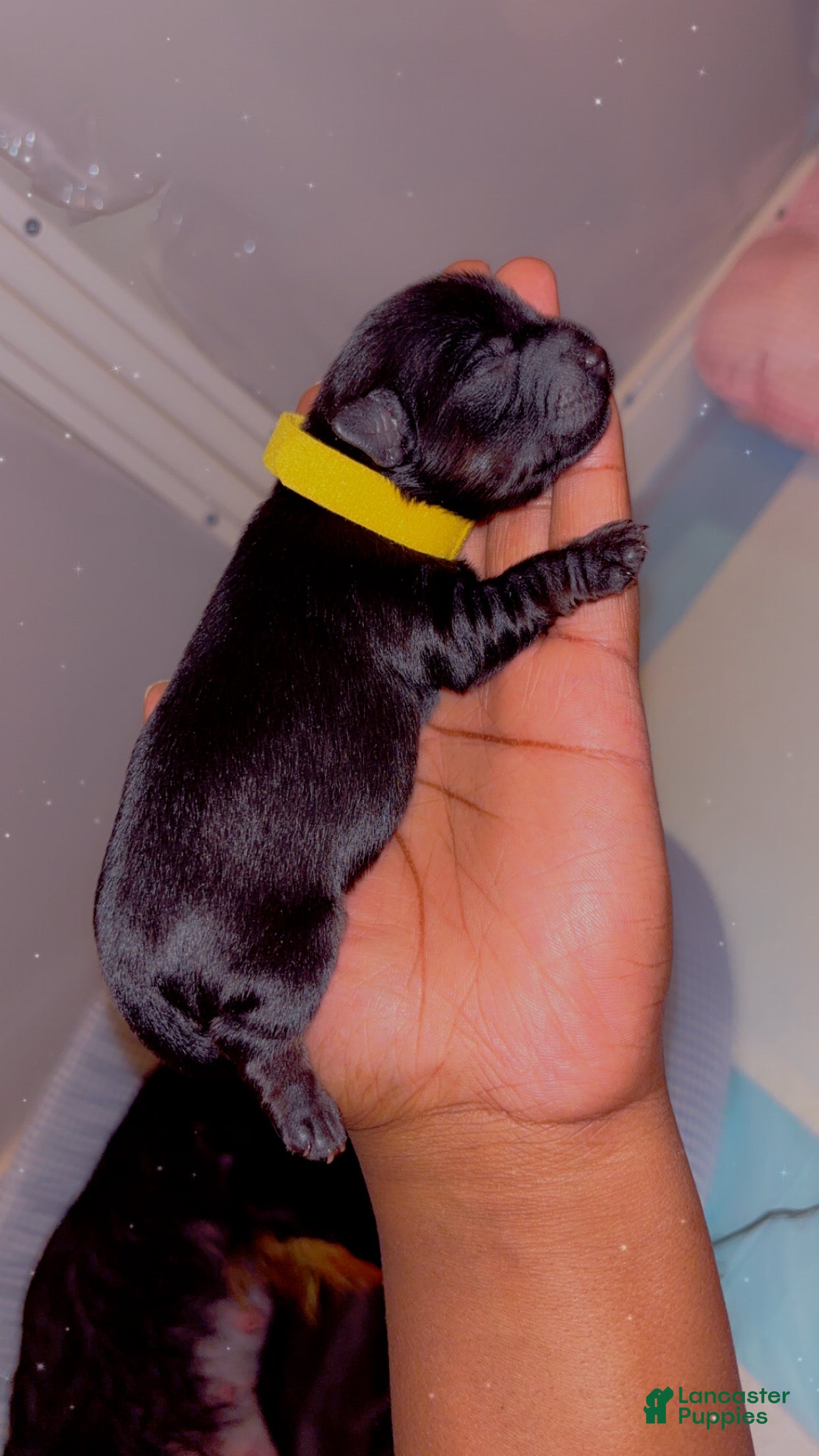 Yorkshire Terrier dogs Yorkshire Terrier Puppy 2 - Ad 7