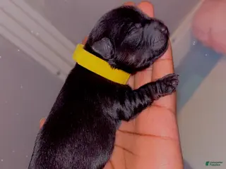 Yorkshire Terrier dogs Yorkshire Terrier Puppy 2 - Ad 7