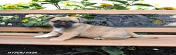 Jug dogs for sale: Clover - Ad 1