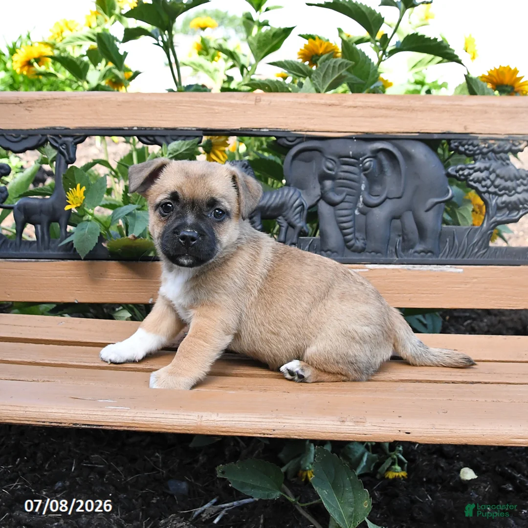 Jug dogs for sale: Clover - Ad 1