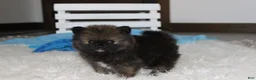 Pomeranian dogs for sale: Buttons  - Ad 8