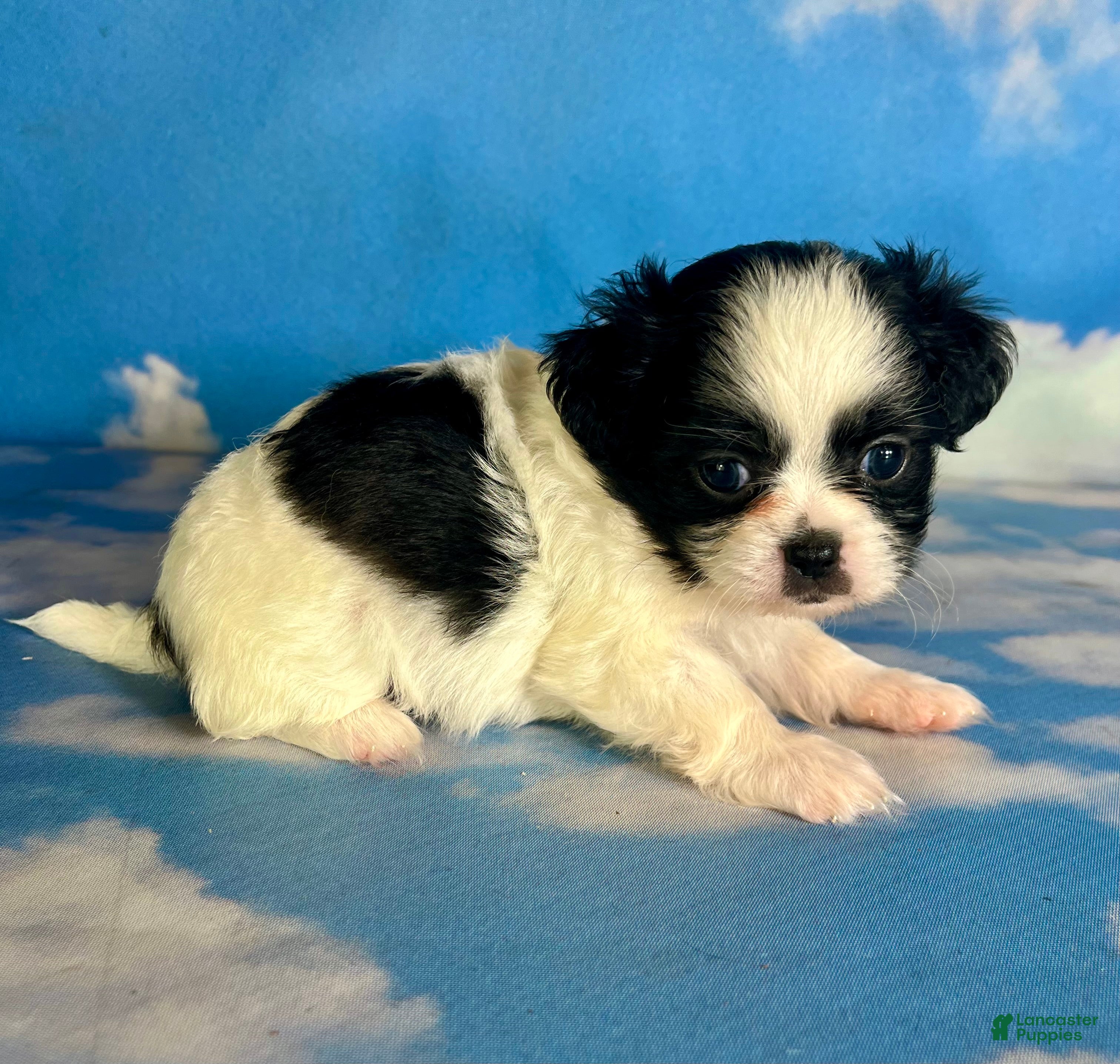 Teddy Bear dogs Opal - Ad 1