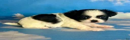 Teddy Bear dogs for sale: Opal - Ad 1