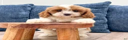 Cavapoo dogs for sale: Zoe - Ad 5