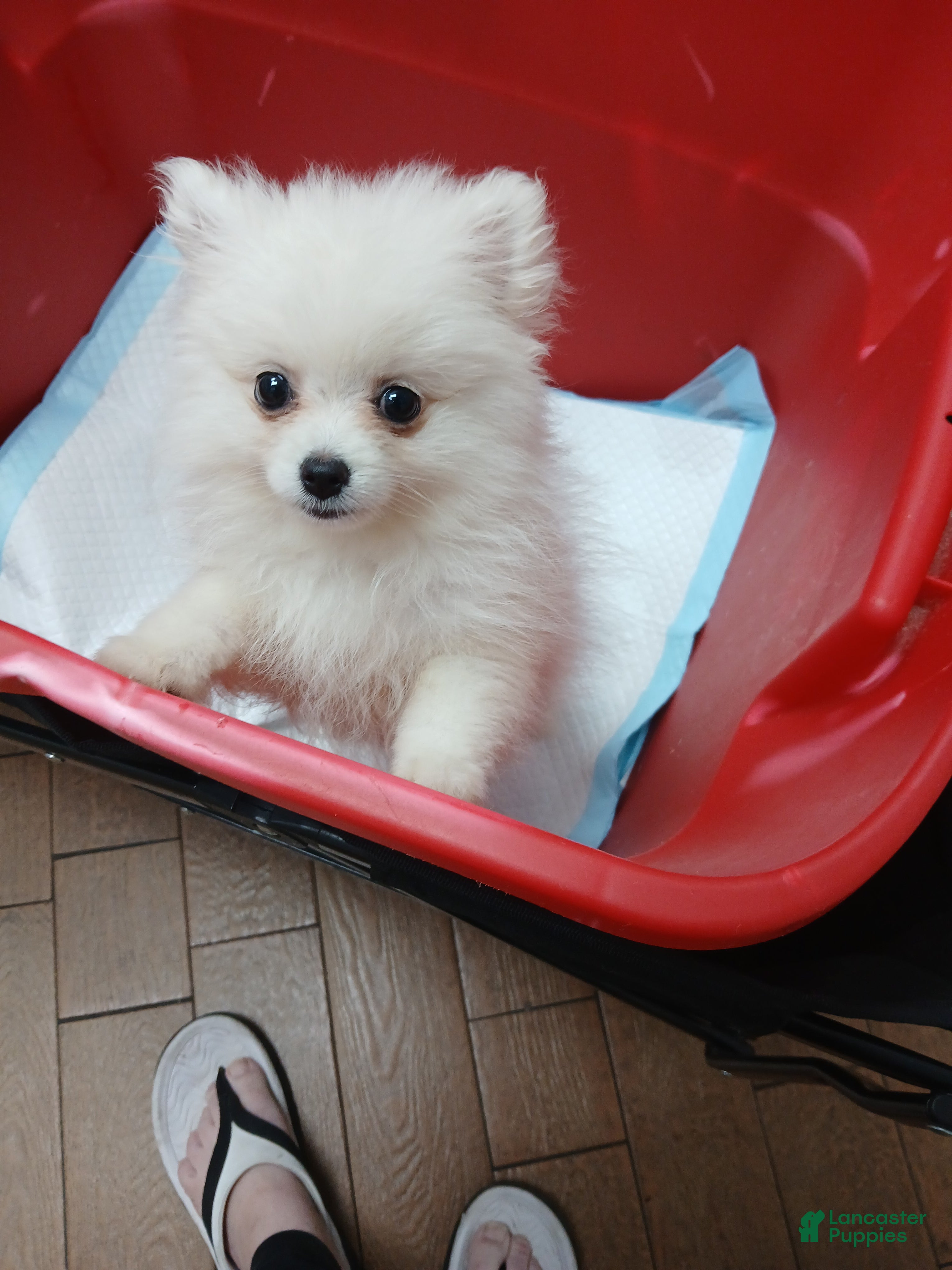 Pomeranian dogs AKC Grace - Ad 1