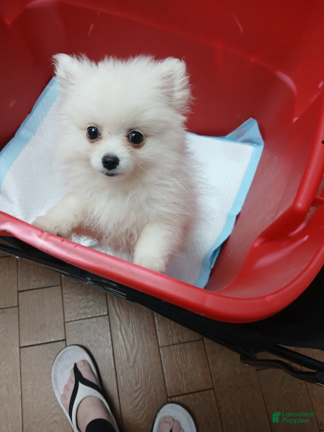Pomeranian dogs for sale: AKC Grace - Ad 1