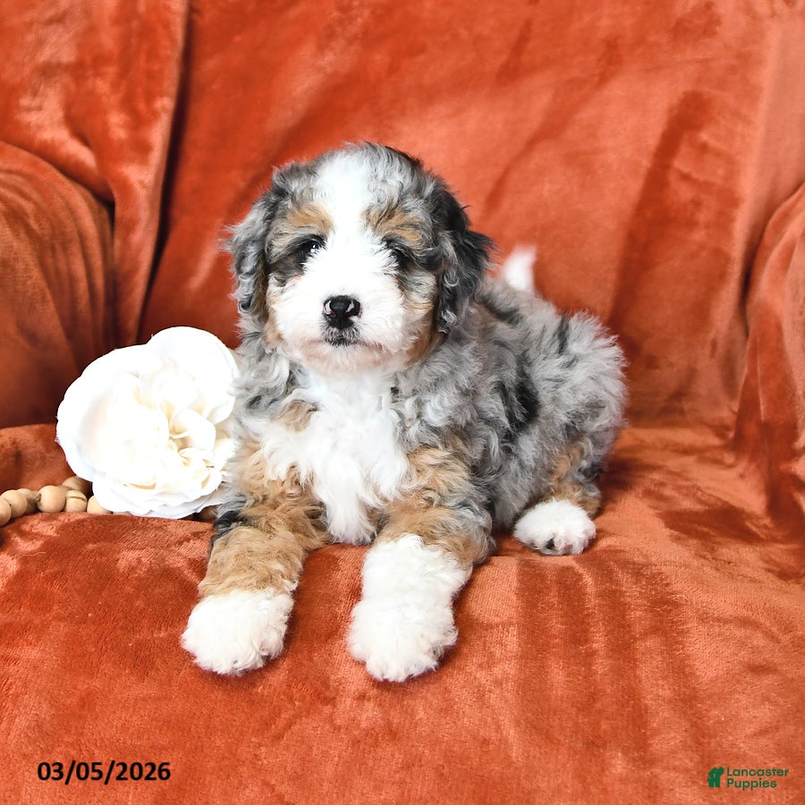 Mini Aussiedoodle dogs Skye - Ad 2