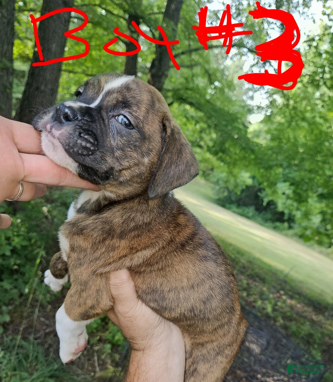 Boxer dogs for sale: Boxer 3 - Ad 2