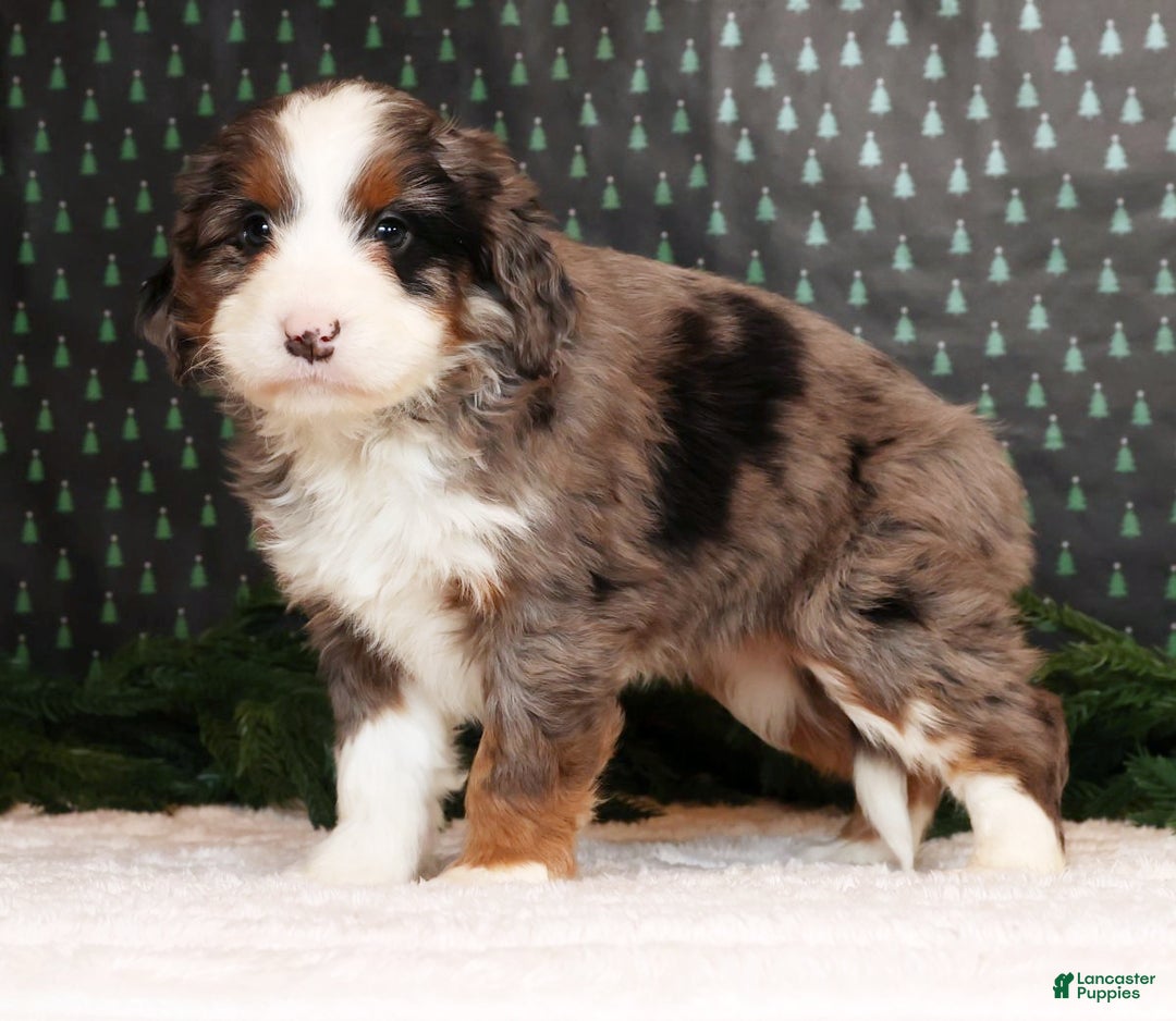 Mini Bernedoodle dogs for sale: Noel - Ad 4