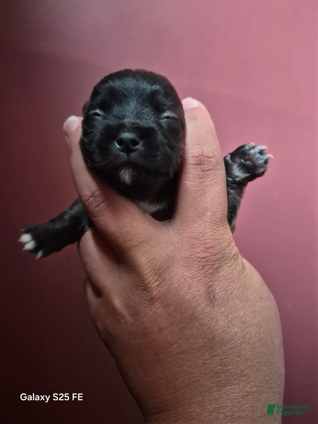 Mixed Breed dogs for sale:  Toy size Malchi - Ad 1