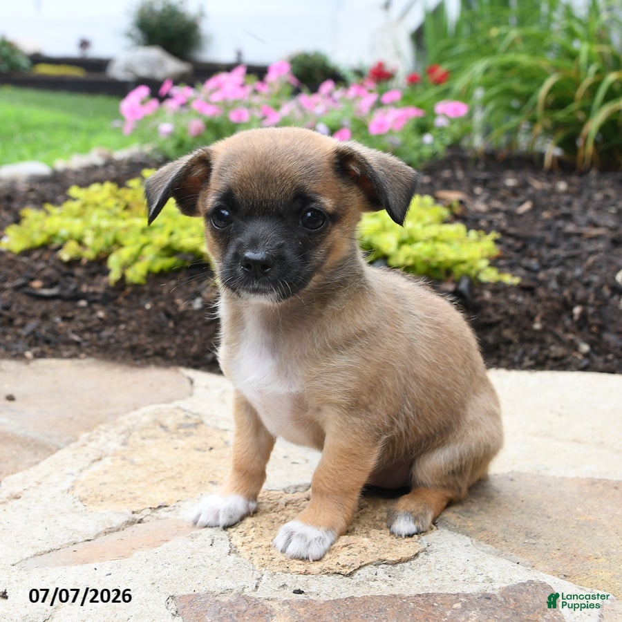 Chihuahua dogs Lola - Ad 1