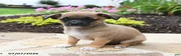 Chihuahua dogs for sale: Lola - Ad 1