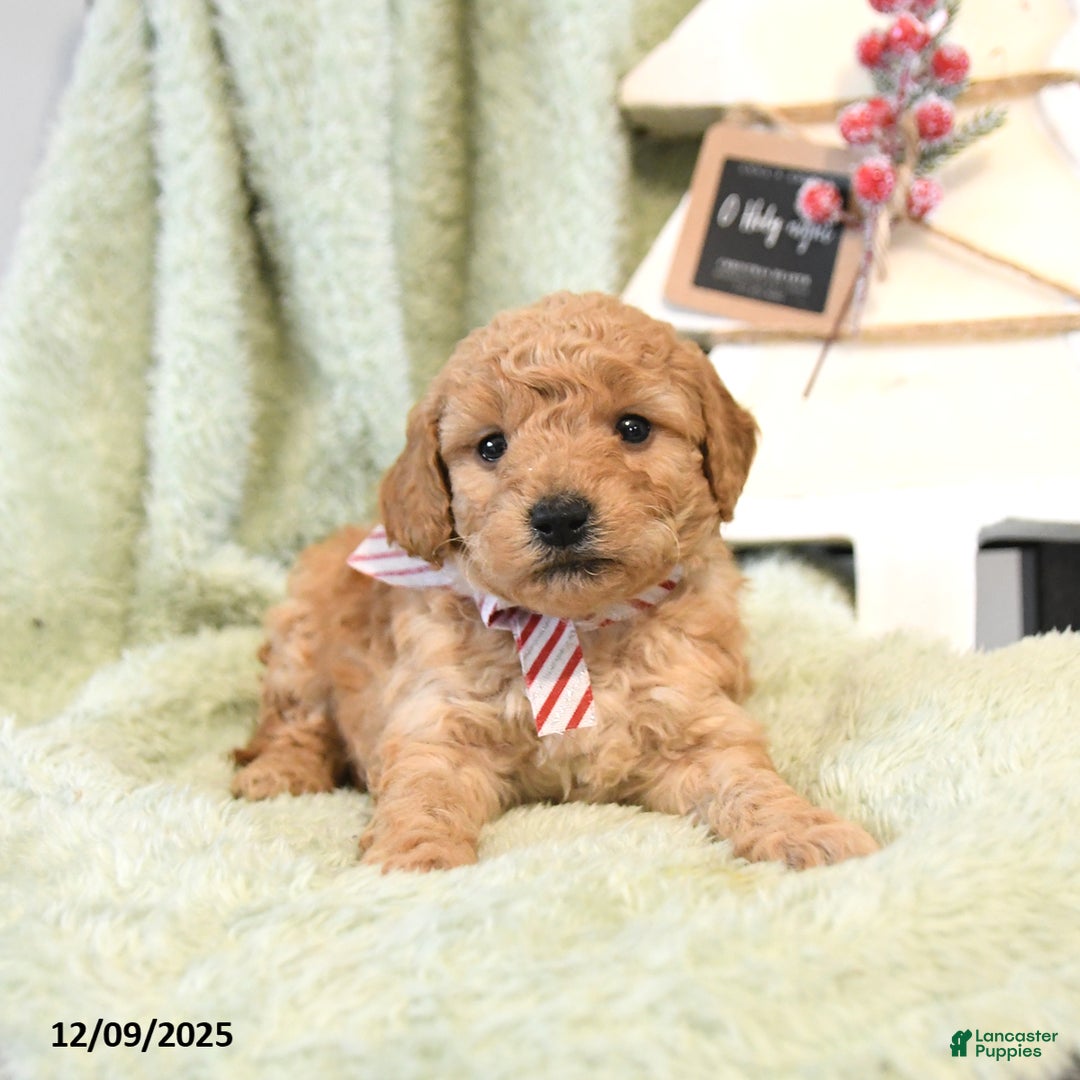 Mini Goldendoodle dogs for sale: Brady  - Ad 2