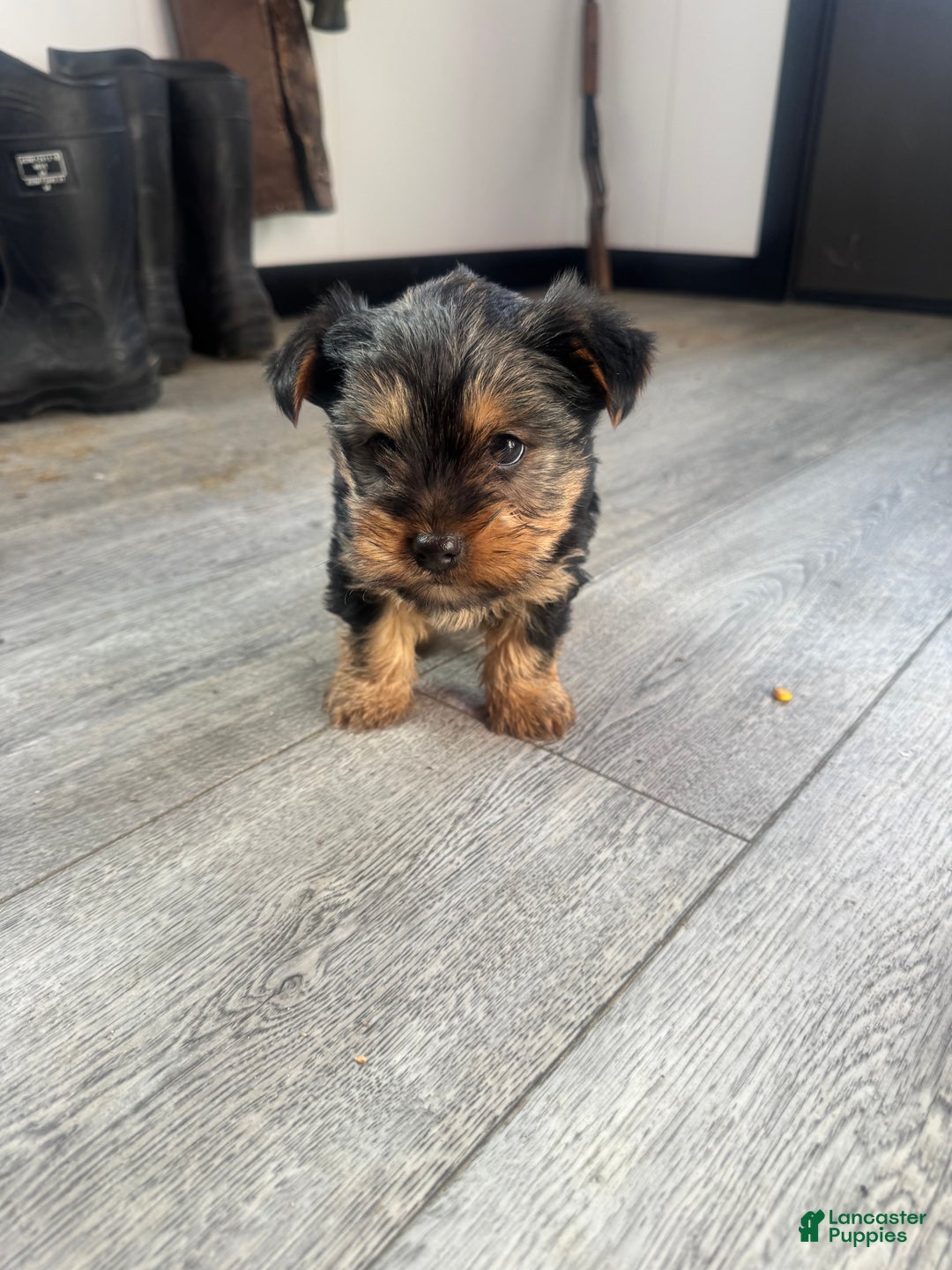 Yorkshire Terrier dogs for sale: Chance - Ad 2