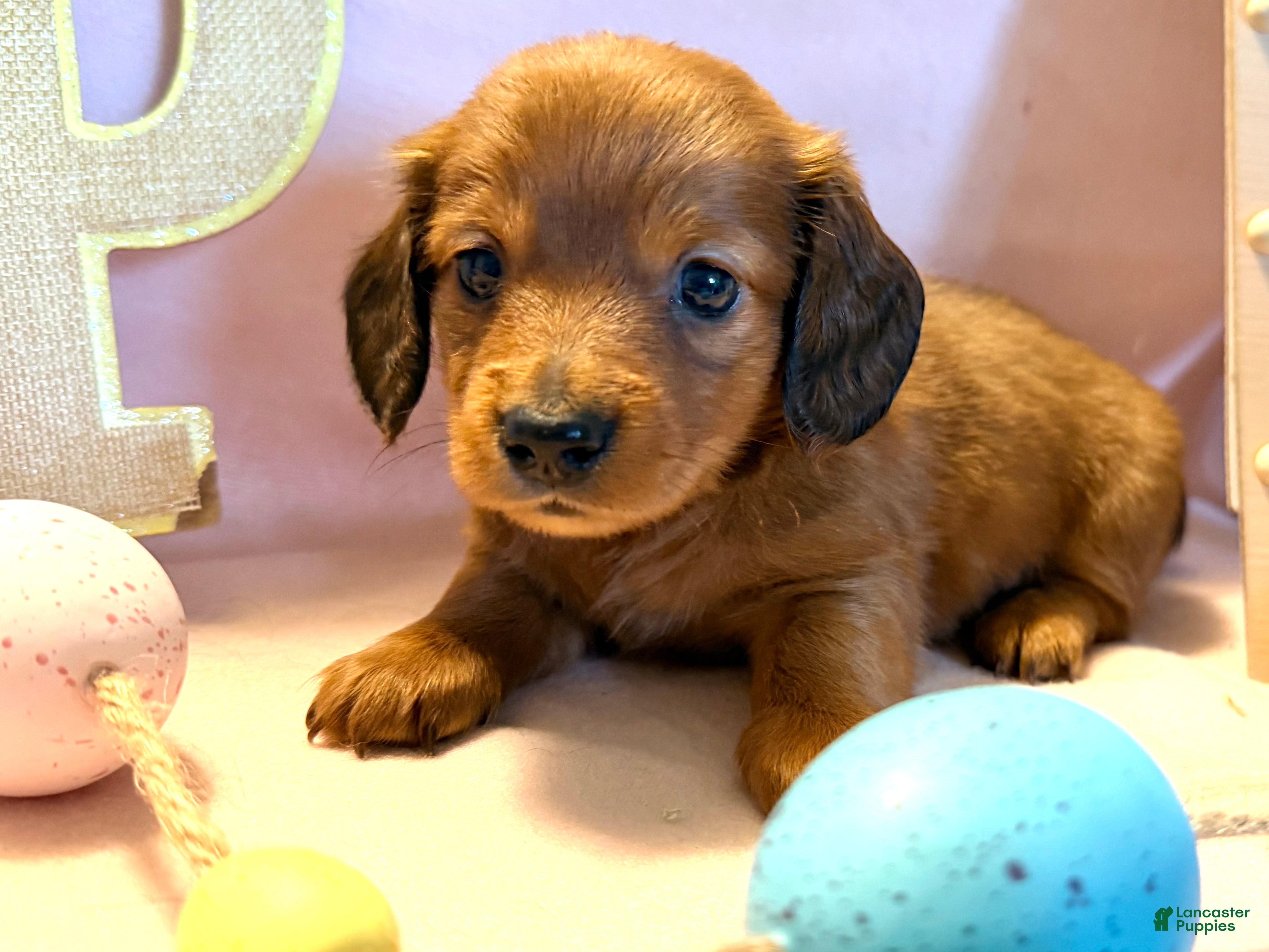 Dachshund dogs Sunny  - Ad 2