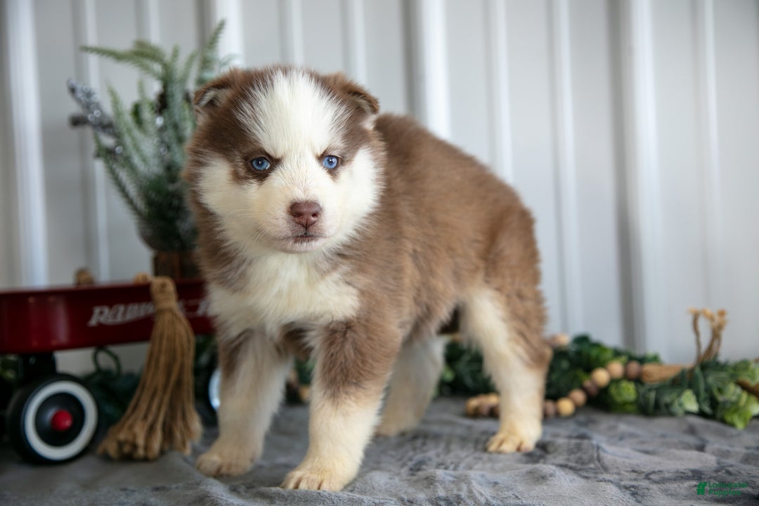 Siberian Husky dogs for sale: Sully - Ad 2