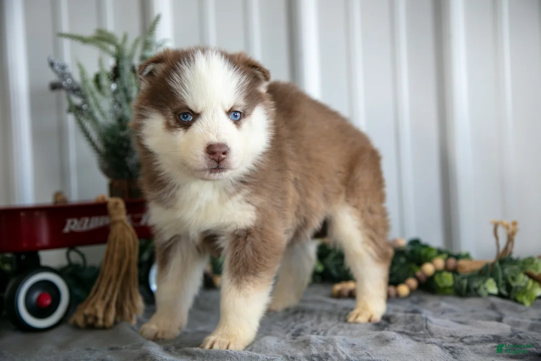 Siberian Husky dogs for sale: Sully - Ad 2