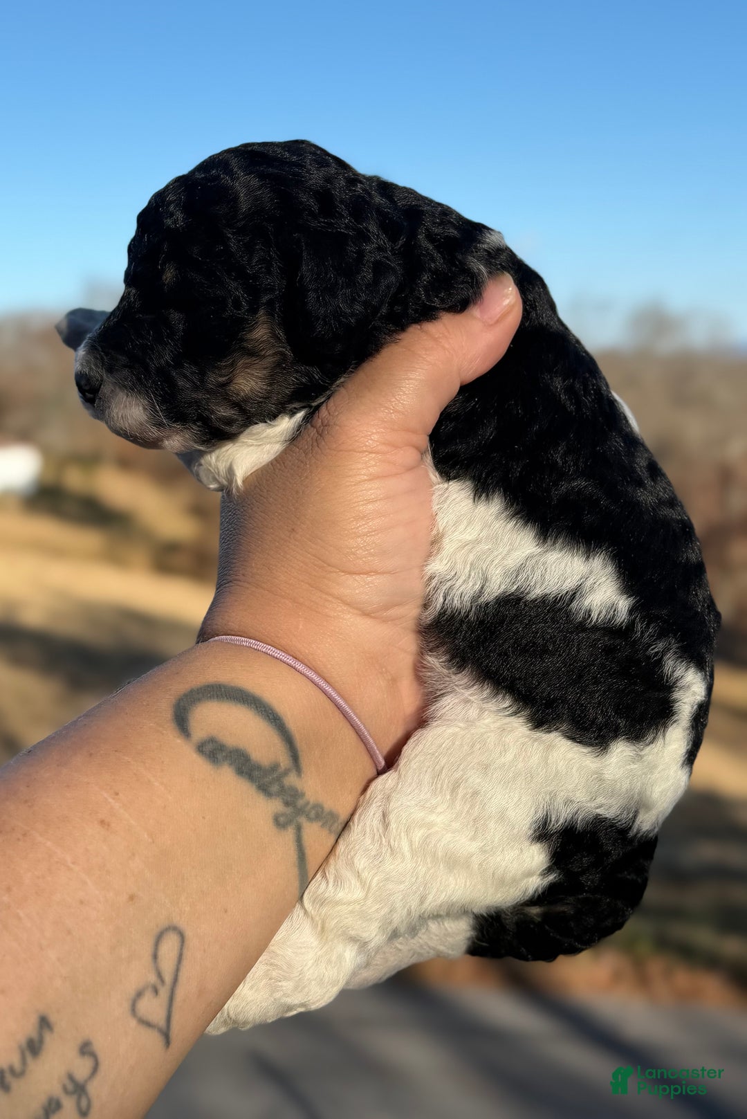 Sheepadoodle dogs for sale: Key Lime - Ad 4