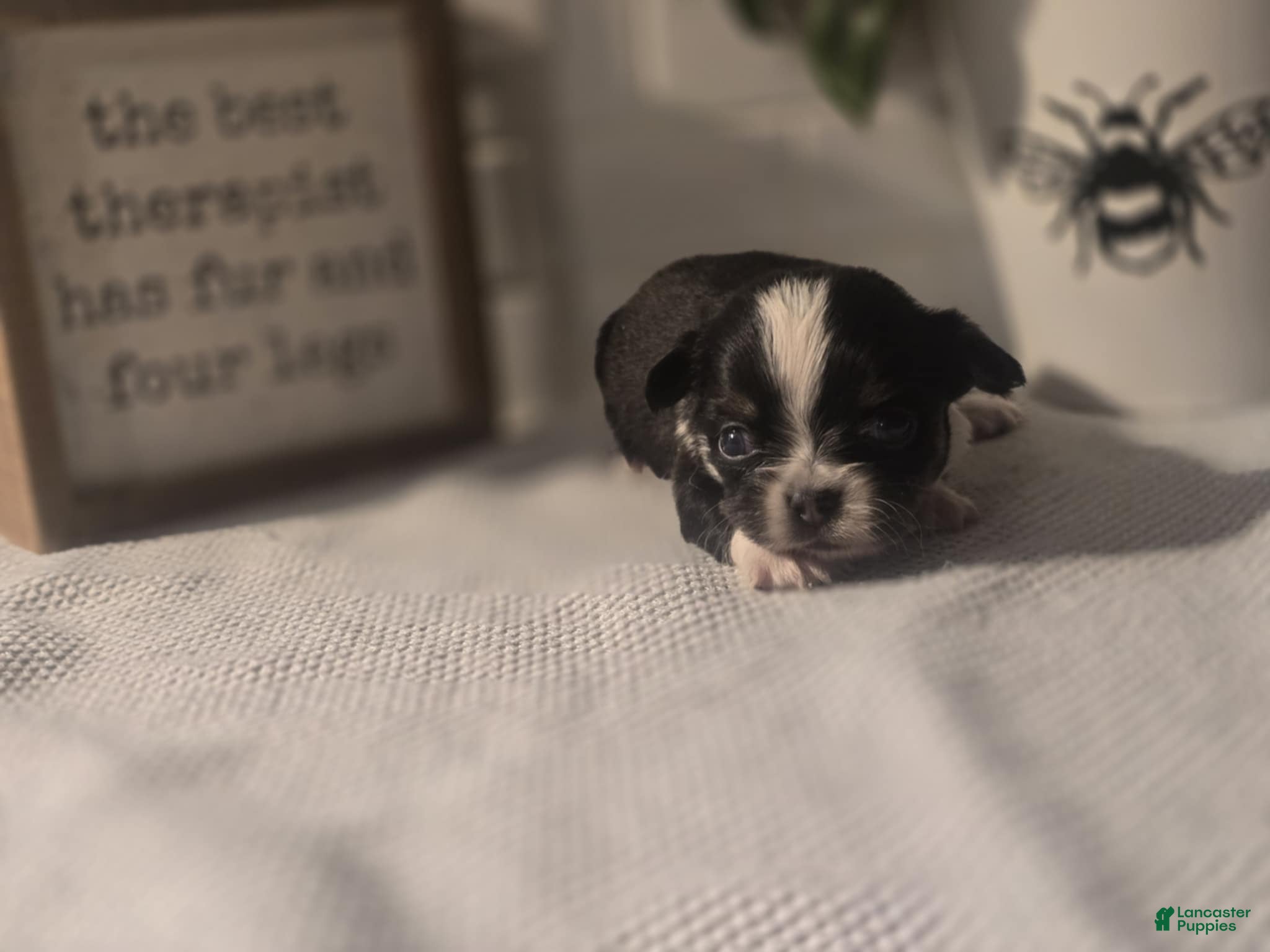 Chihuahua dogs Lizzy  - Ad 26