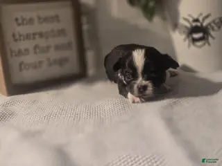 Chihuahua dogs Lizzy - Ad 26