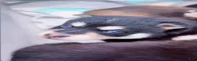Pomsky 4