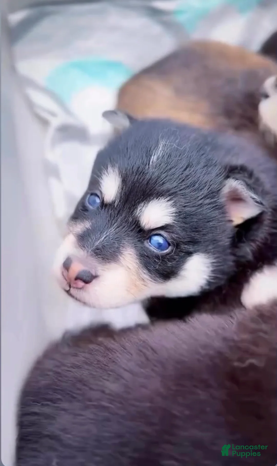 Pomsky dogs for sale: Pomsky 4 - Ad 1